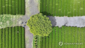 낮 최고 20∼28도 &apos;초여름 더위&apos;…출근길 안개 주의(오늘 날씨 예보)