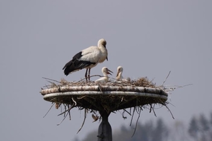 천연기념물 아기 황새 55마리, 전국 곳곳에서 부화