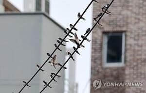 지구를 살릴 동물 네트워크…신간 &apos;동물 인터넷&apos;