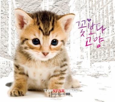조성민-에릭남, 유기묘 돕기 프로젝트 ‘꽃보다 고양’ 공개