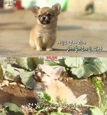 ‘삼시세끼’ 산체, 마스코트 밍키 뺨 칠 ‘독보적 귀여움’