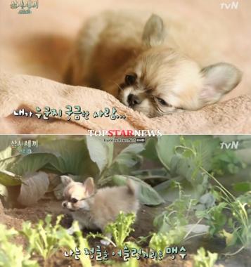 ‘삼시세끼’ 산체, 新마스코트 ‘귀여움’ 강자 등극…‘밍키 비켜’