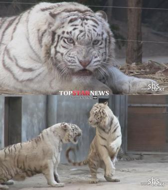 ‘동물농장’ 김상중, ‘내 나이가 어때서’ 열창… ‘이제 노래까지 완벽男’