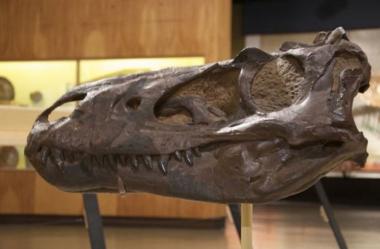 니콜라스 케이지, 구입한 공룡 뼈 도난품으로 밝혀져… ‘환불 없이 즉시 반환’