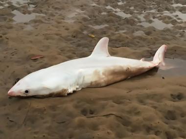 오스트레일리아 해변에서 죽은 채 발견된 흰 상어