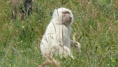 흰색 털 가진 희귀 알비노 개코원숭이에 ‘눈길’