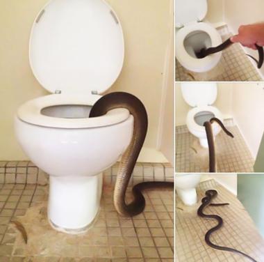 공원 화장실 변기에서 4m 뱀 등장