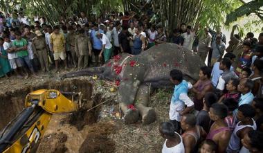 감전사로 죽은 코끼리를 위한 장례식