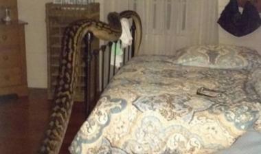 자고 있는 여자의 머리 맡에서 4.8m의 뱀이 발견됐다