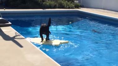 [영상] 수영장에서 물 안 묻히고 노는 강아지