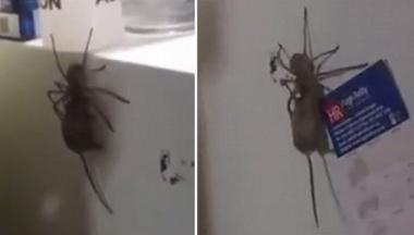 호주 가정집에 나타난 거대 거미
