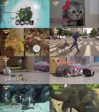 ‘하하랜드’, 노홍철의 MBC 컴백… 다양한 동물들과의 모습 공개
