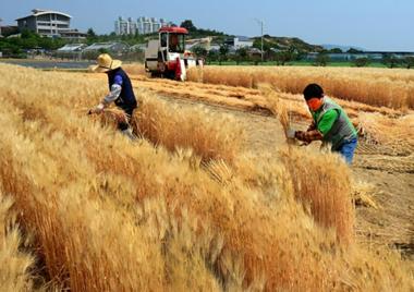 24절기 중 아홉 번째 절기인 ‘망종’에 챙겨 먹는 음식은?