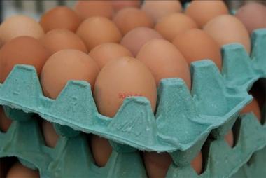 살충제 계란, 사태 일파만파…‘피프로닐 성분 확인’