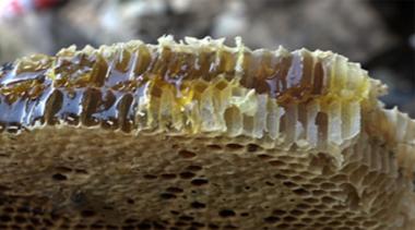 석청은 무엇?…‘돌 사이에 집을 지은 벌들의 꿀로 매우 귀하고 비싼 천연 벌꿀’