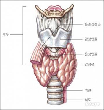 서유리 그레이브스병, 무슨 병인가?…‘안구에 문제가 생기는 자가면역질환의 하나’