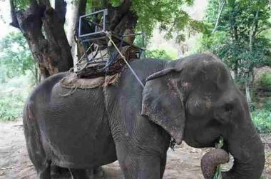 [토픽] 평생 뙤약볕에서 관광객 상대하는 ‘노예’로 살다 세상 떠난 코끼리