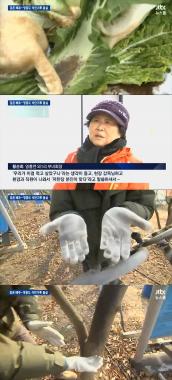 ‘뉴스룸’ 인천 영흥도, 김장할 배추에서 ‘석탄가루 발견’